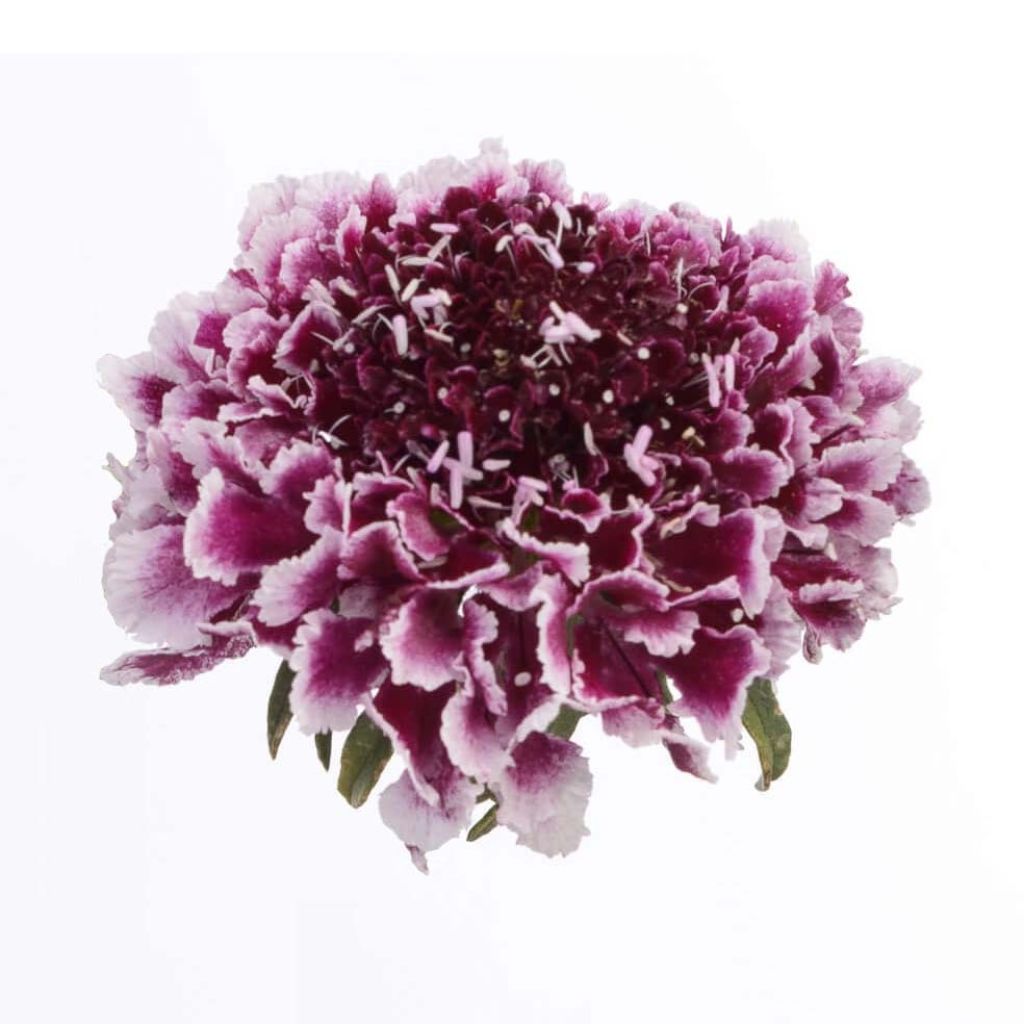 Scabiosa Cherry Vanilla Scoop - Duifkruid