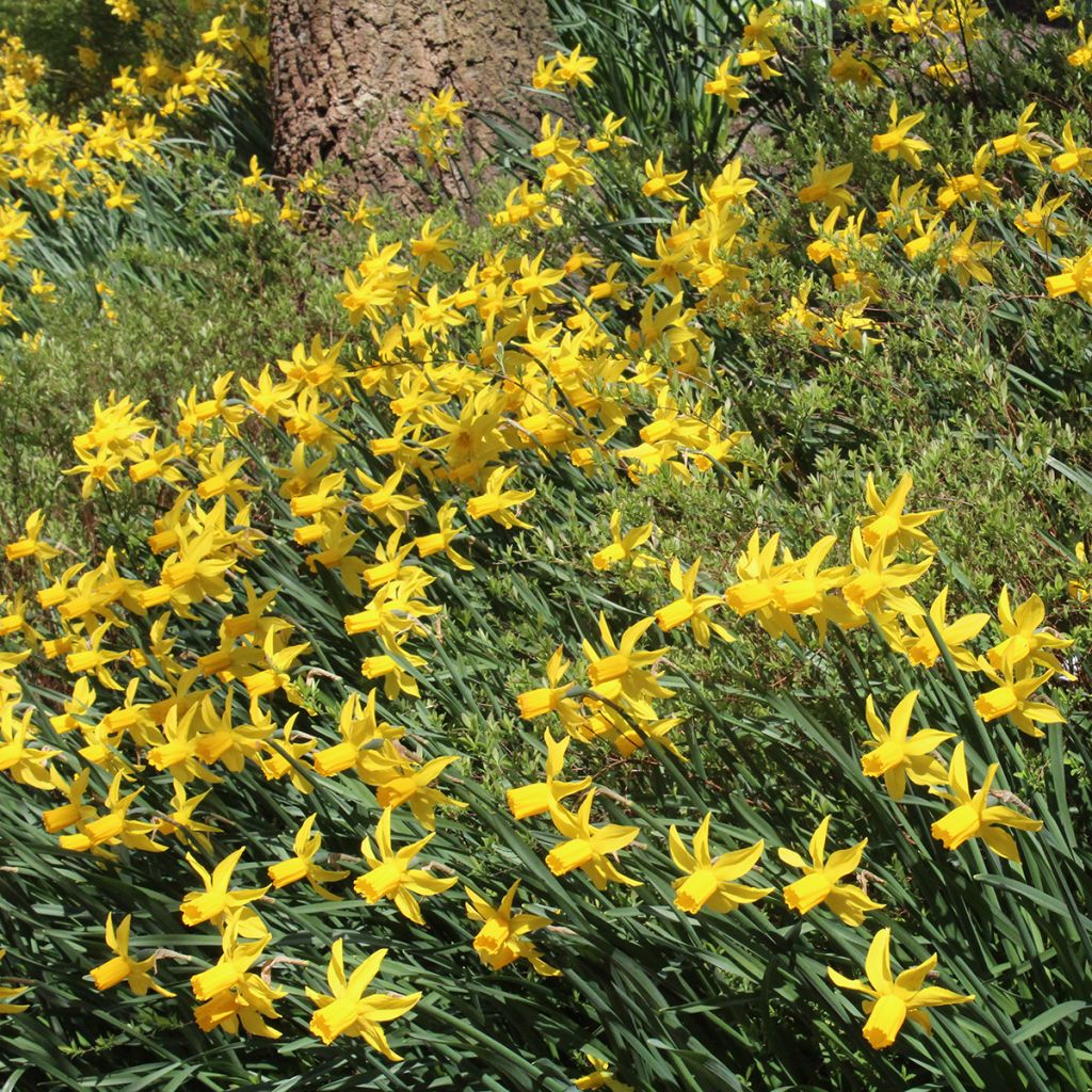 Narcissus cyclamineus Rapture - Cyclamen-narcis