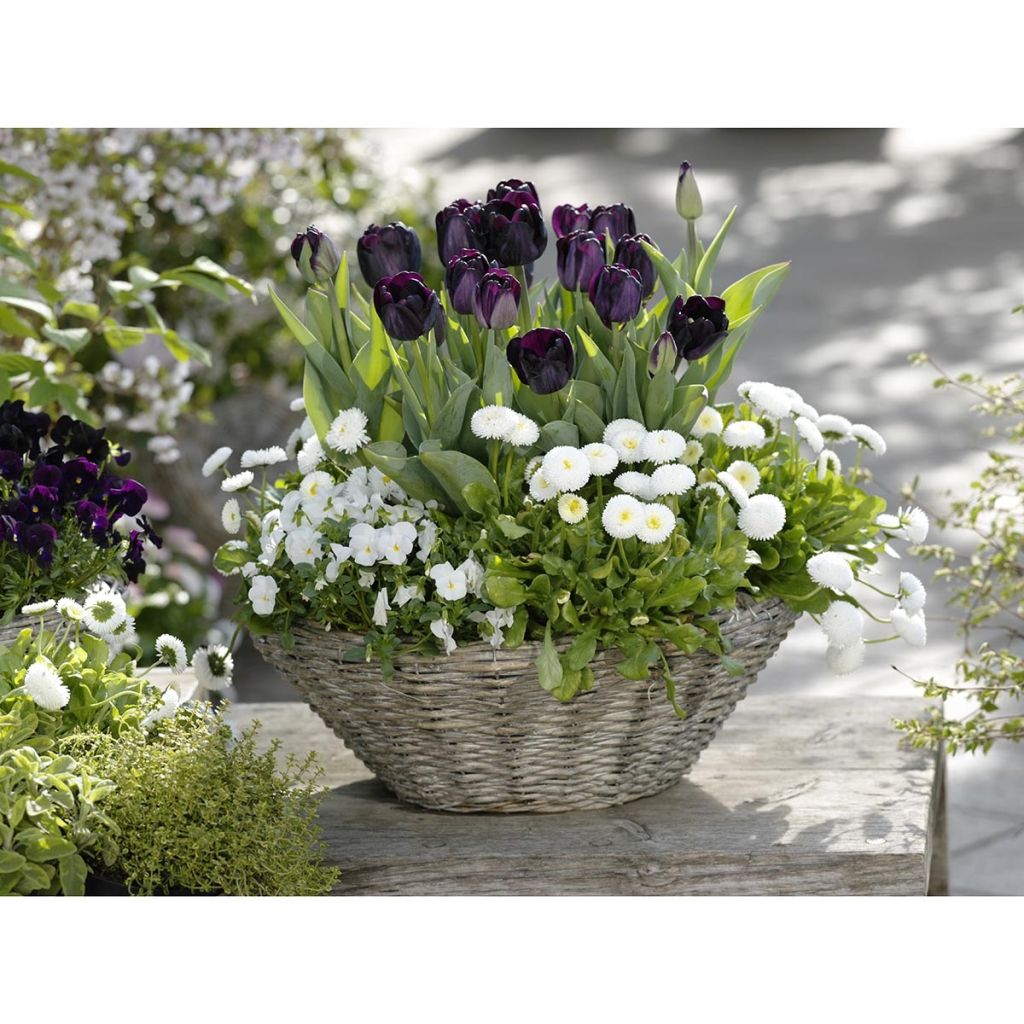 Voorjaarscollectie in Contrast