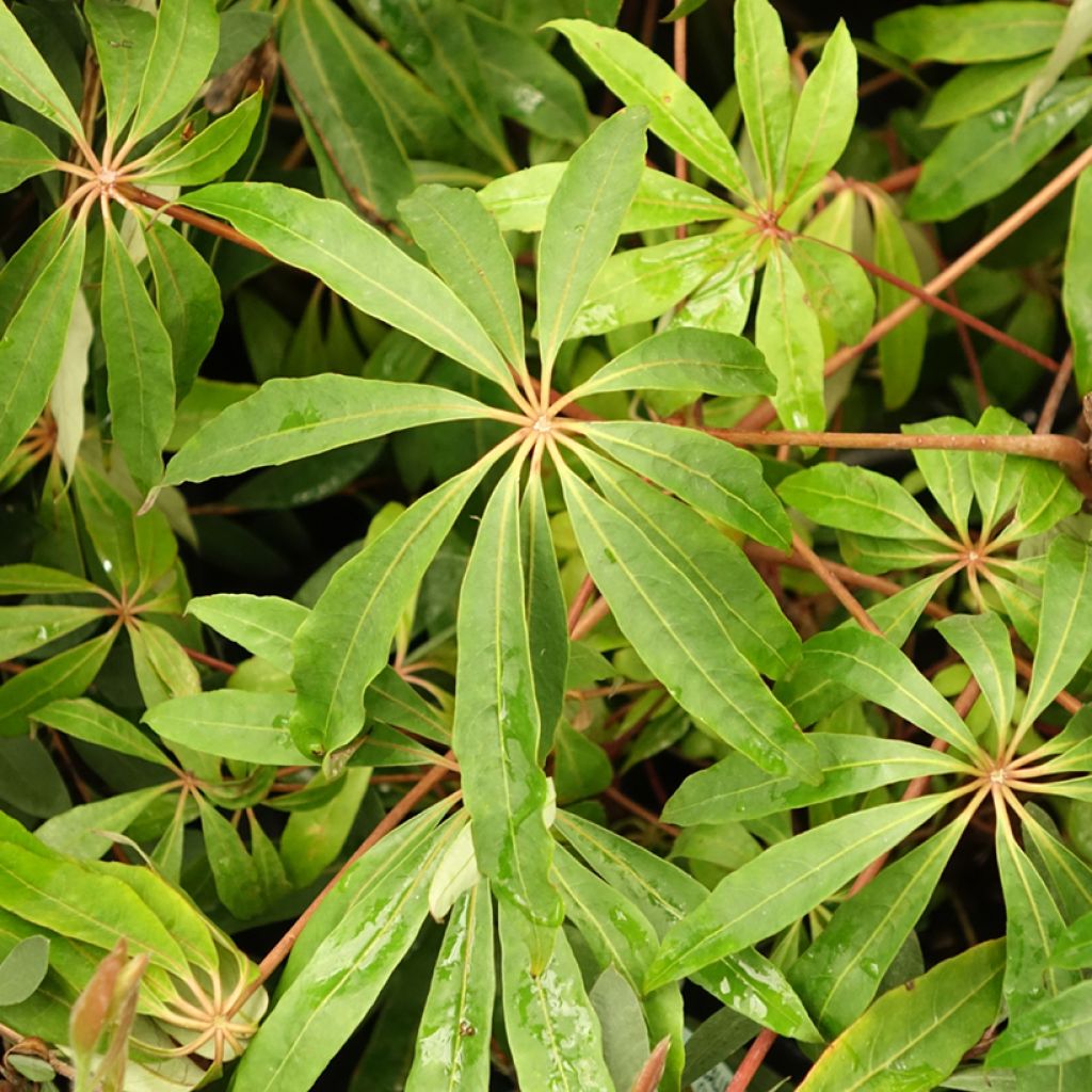 Schefflera taiwaniana - Vingersboom
