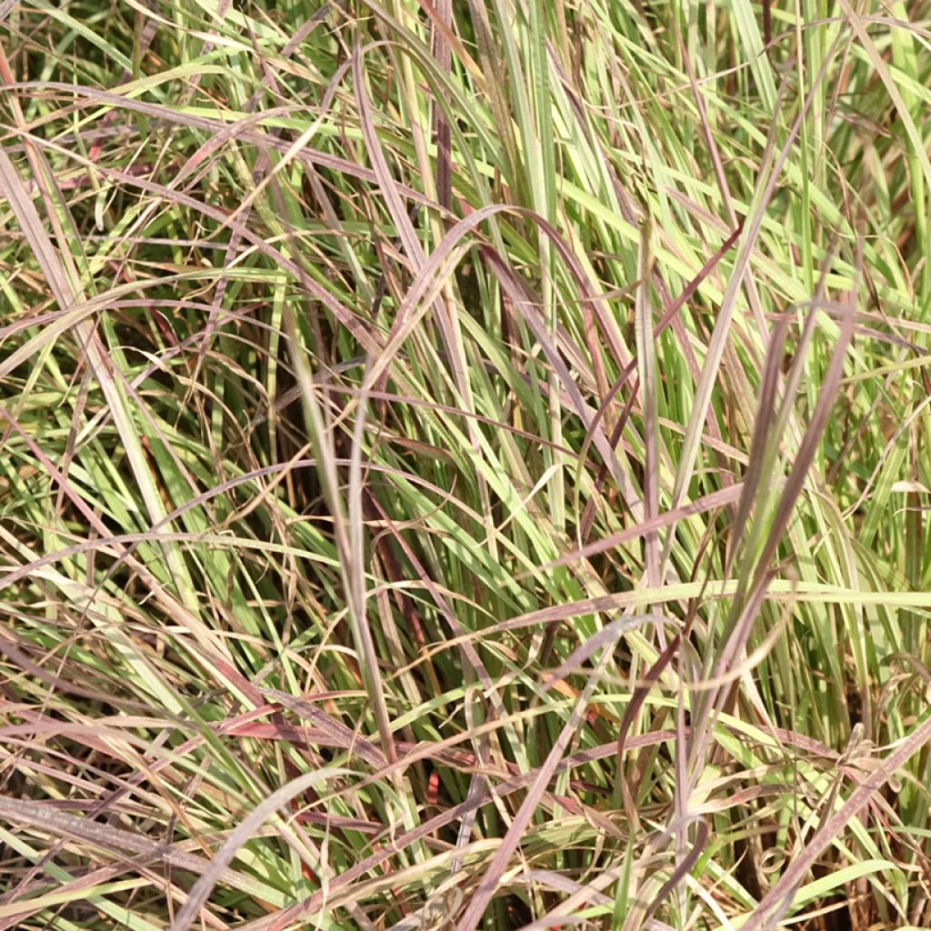 Schizachyrium scoparium Colorado - Prairiegras