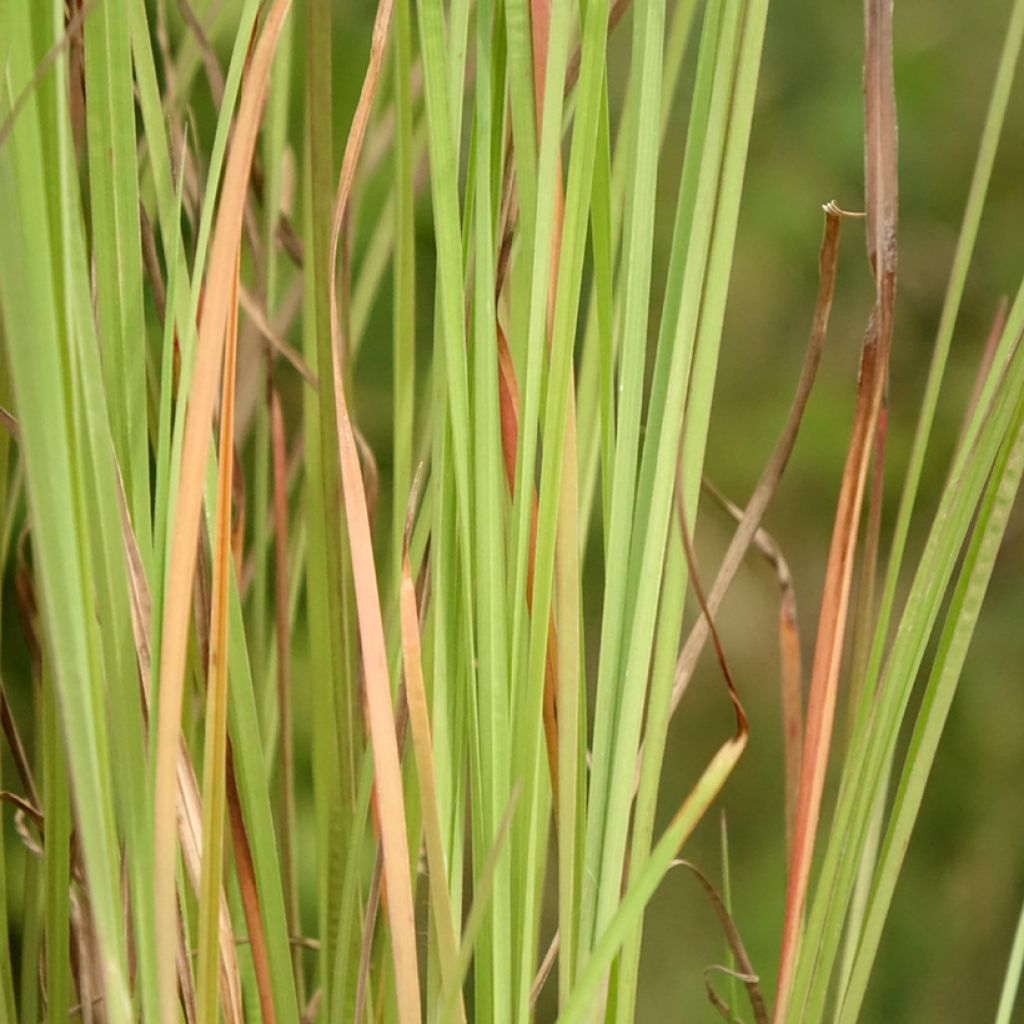 Schizachyrium scoparium Blaze - Prairiegras