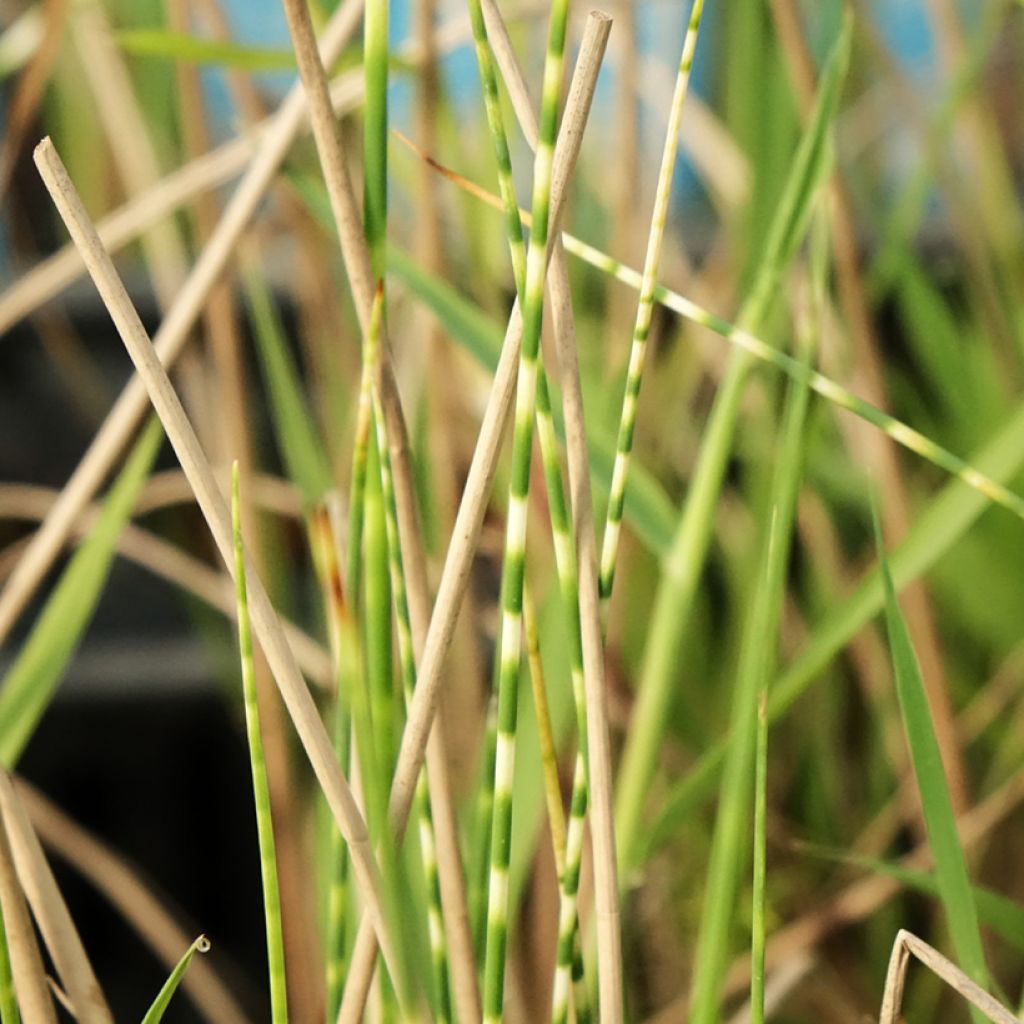 Schoenoplectus tabernaemontani Zebrinus - Ruwe bies