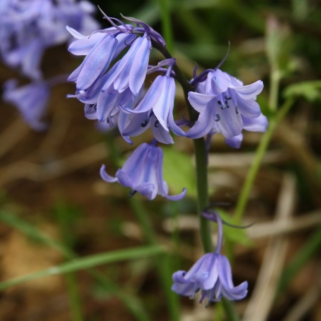 Spaanse hyacint - Hyacinthoides hispanica