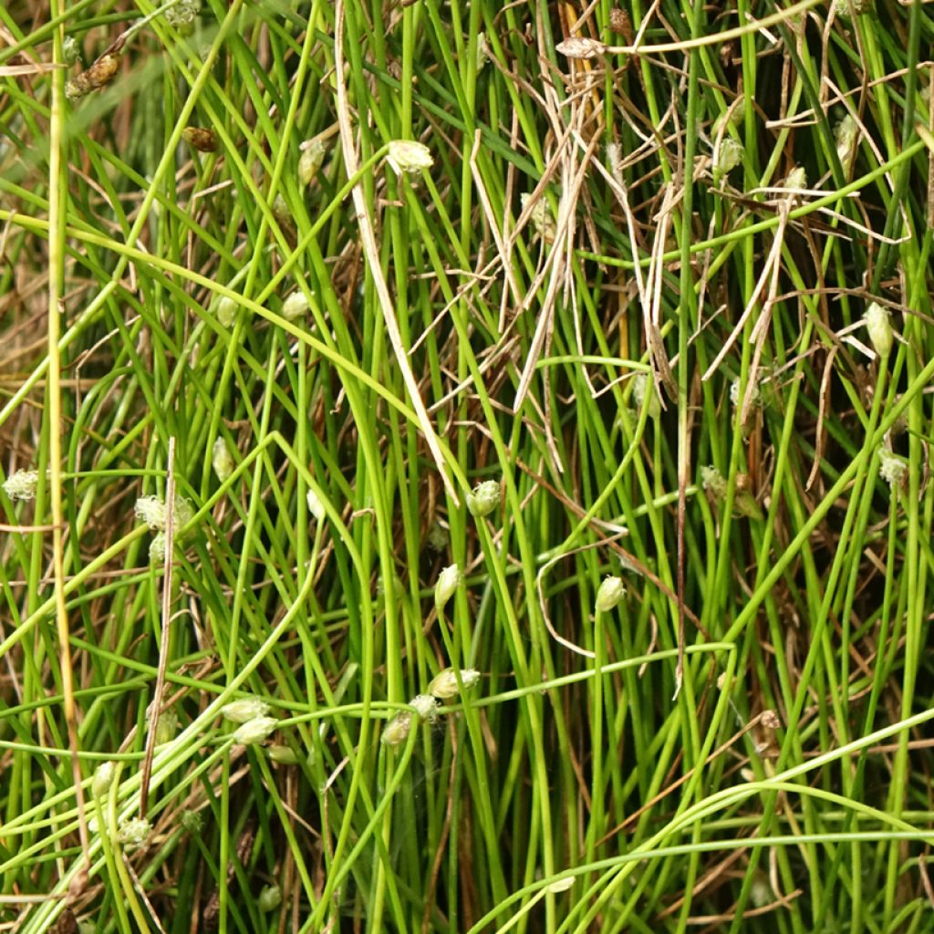 Scirpus cernuus - Naaldgras