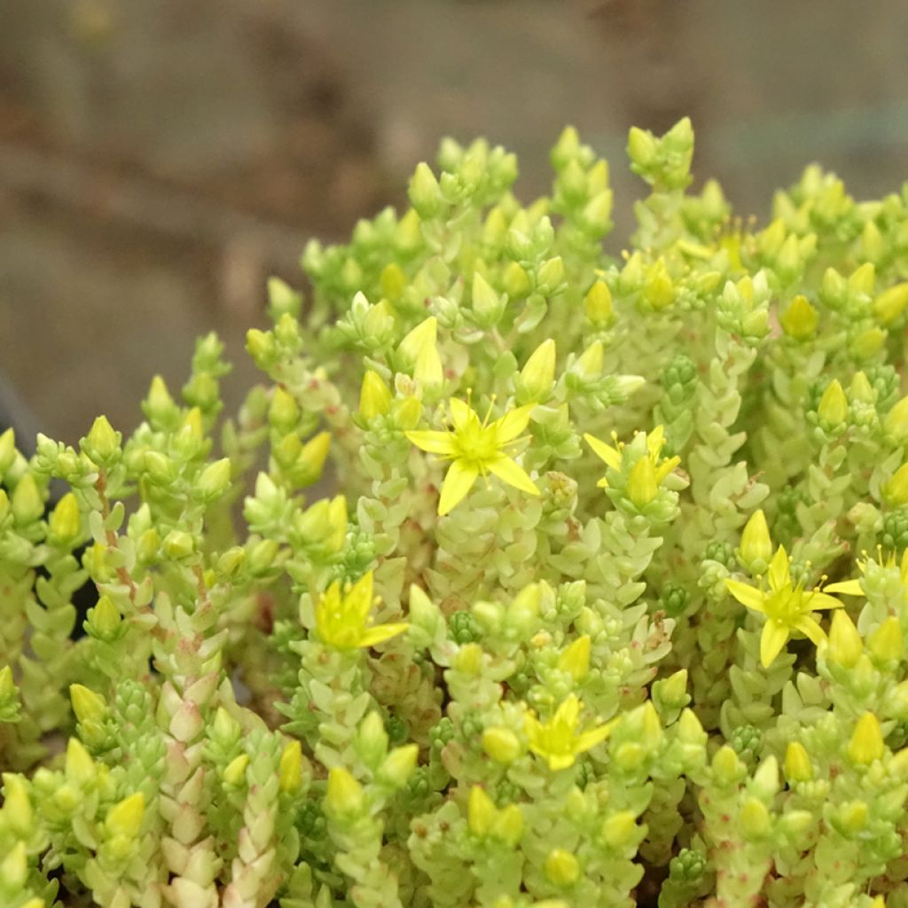 Sedum acre Yellow Queen - Gele muurpeper