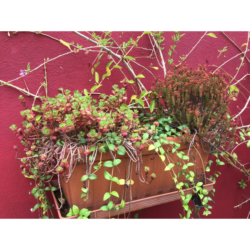 Sedum Chocolate Ball - Hemelsleutel