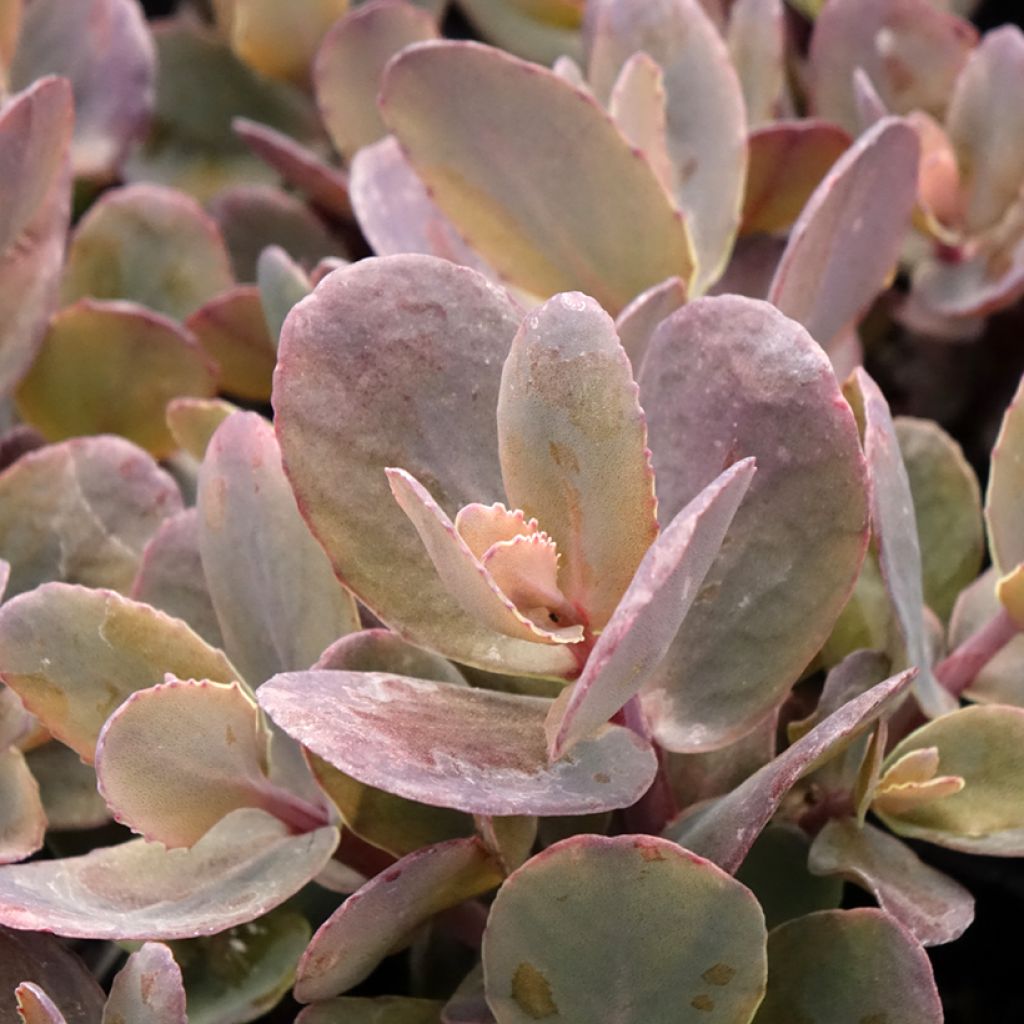Sedum telephium Chocolate Cherry - Hemelsleutel