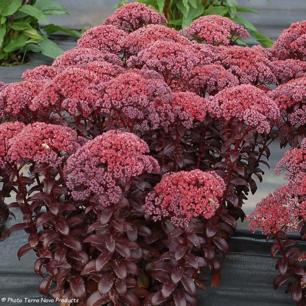 Sedum Dark Magic - Hemelsleutel