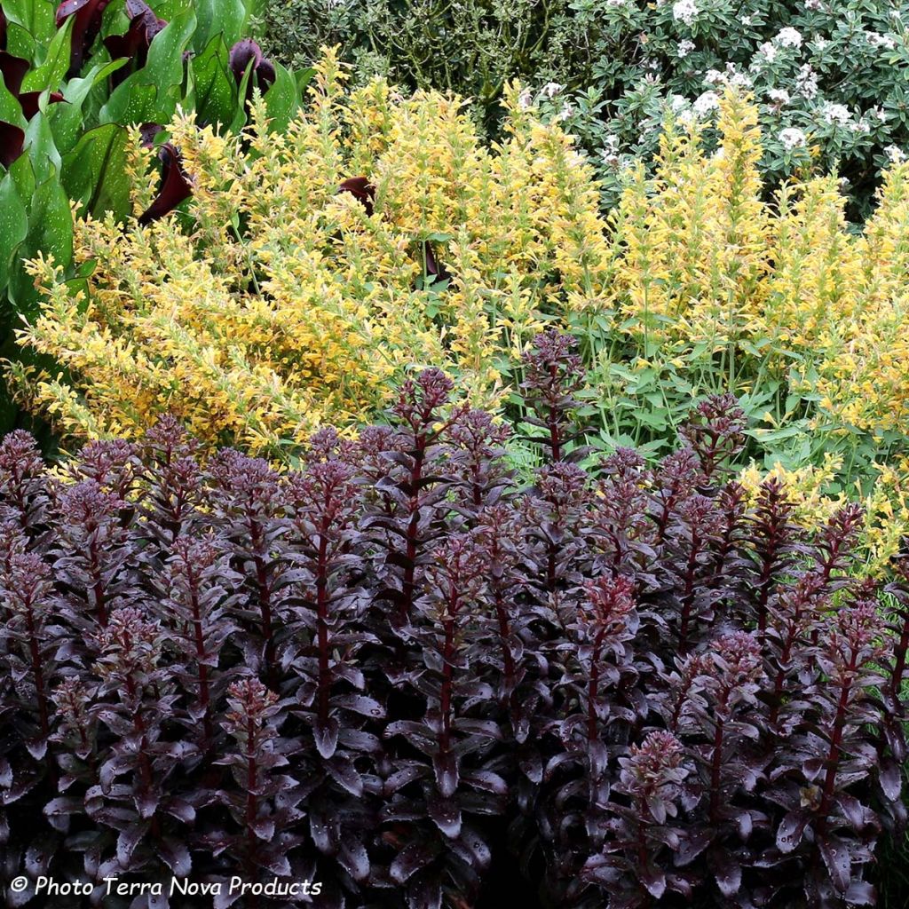 Sedum Dark Magic - Hemelsleutel