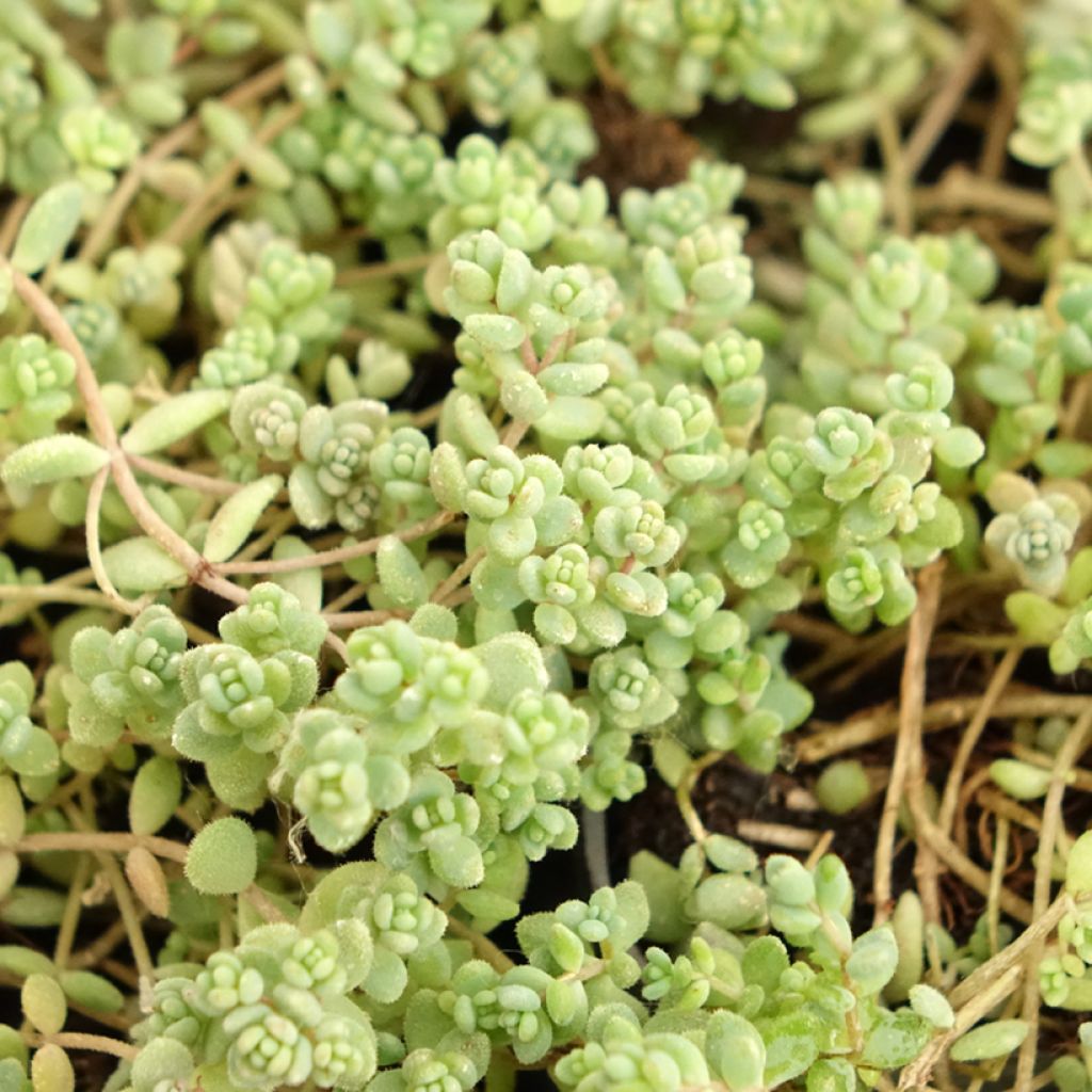 Sedum dasyphyllum - Dik vetkruid