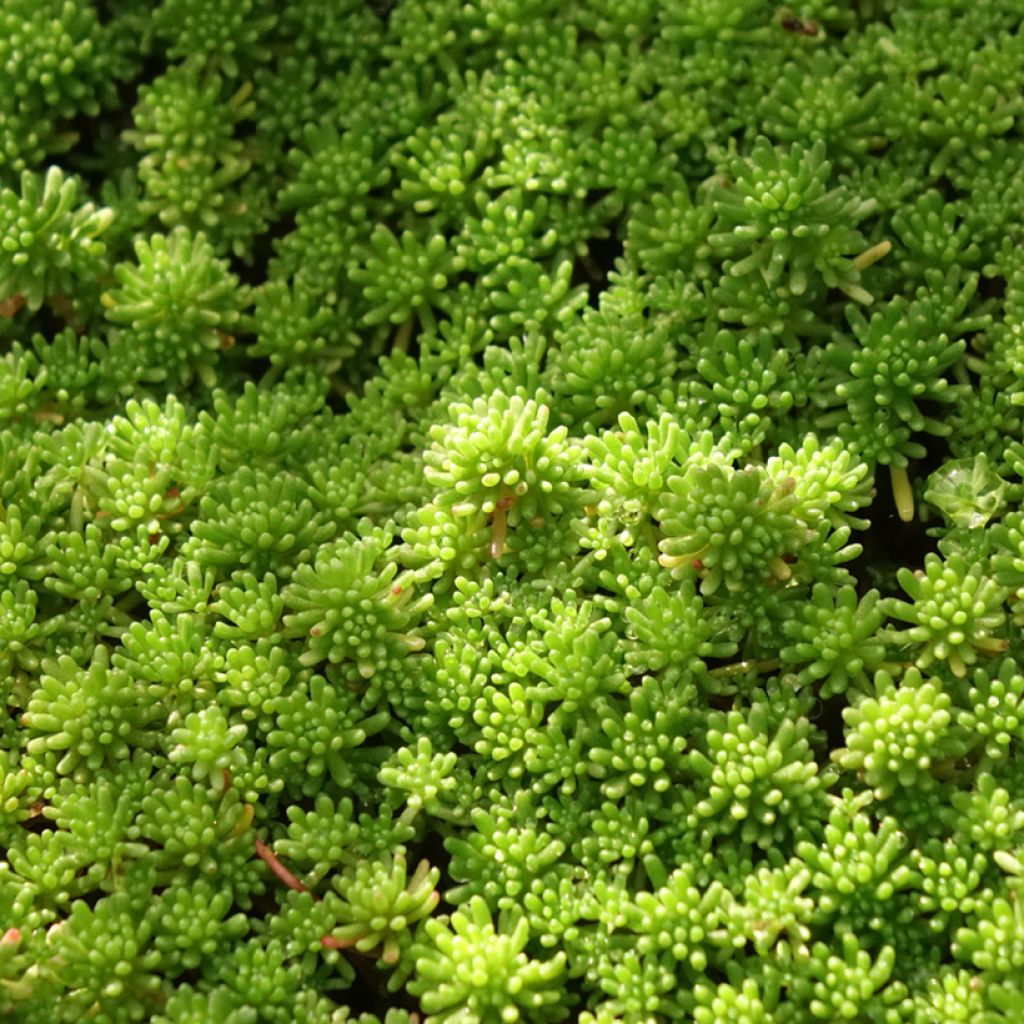 Sedum lydium Glaucum - Vetkruid