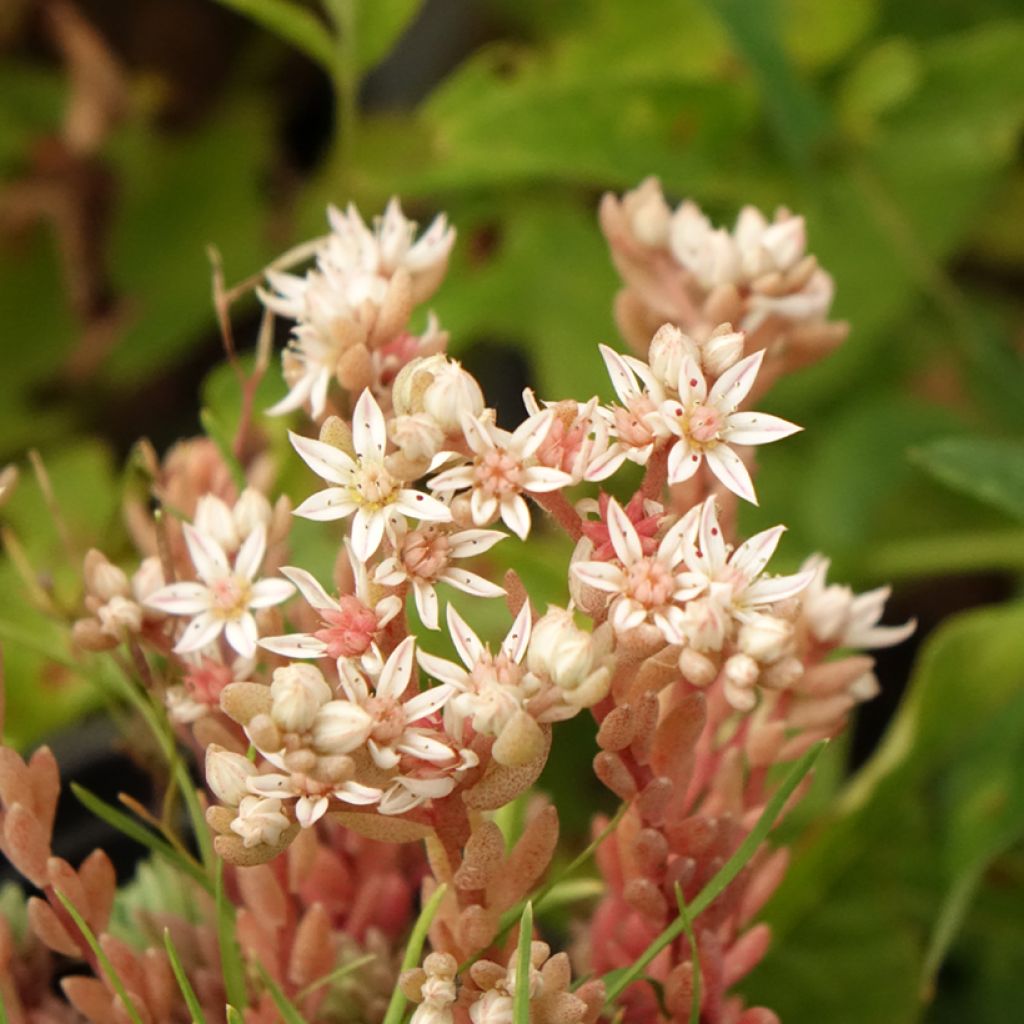 Sedum lydium Glaucum - Vetkruid