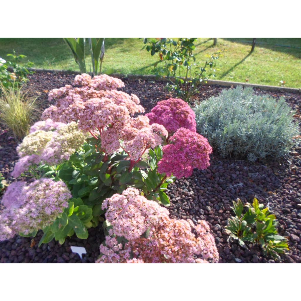 Sedum Mr Goodbud - Hemelsleutel