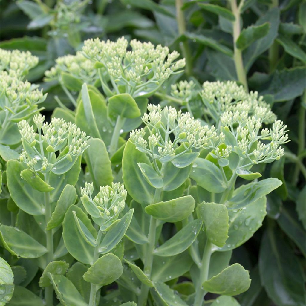 Sedum spectabile Neon - Hemelsleutel
