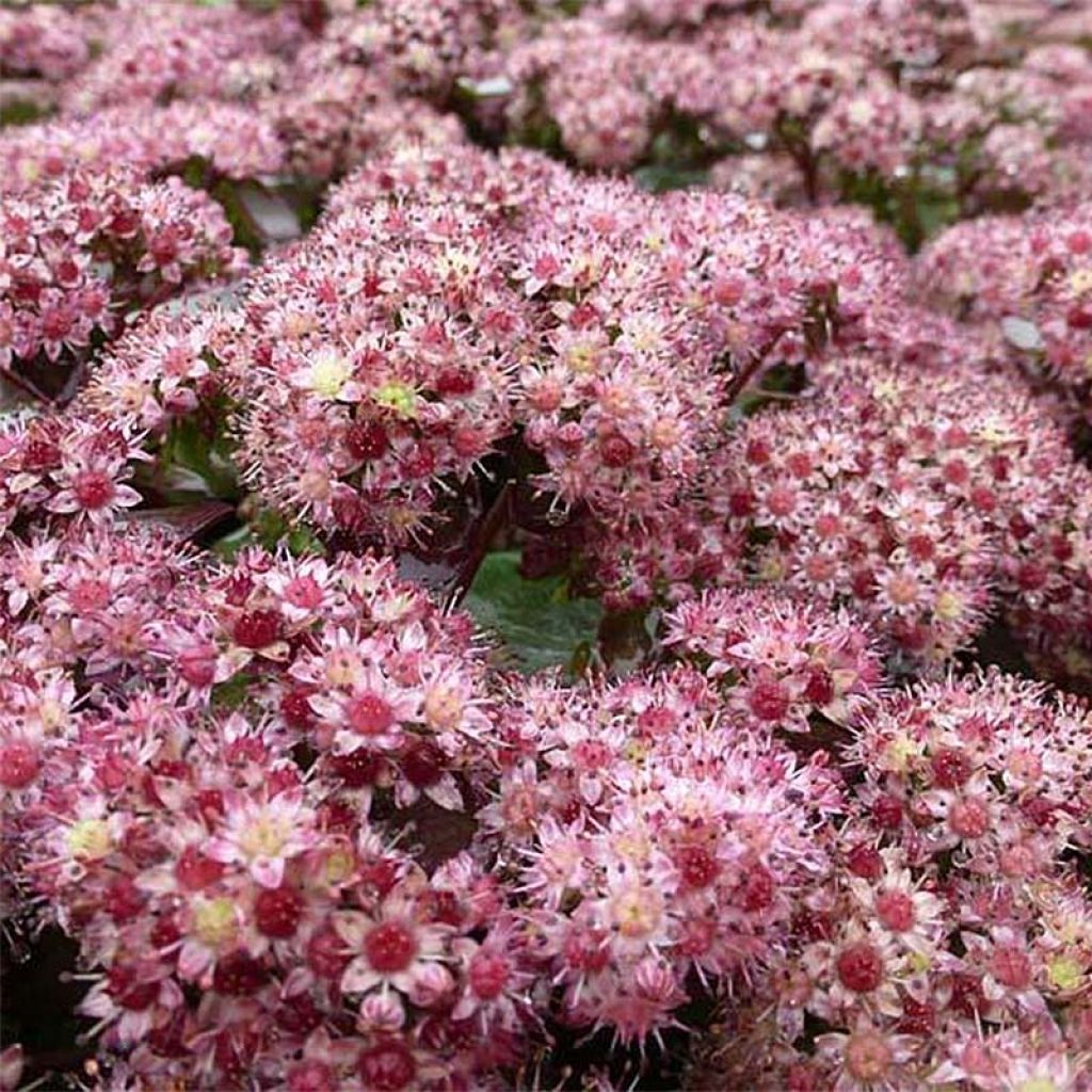 Sedum Strawberry and Cream - Hemelsleutel