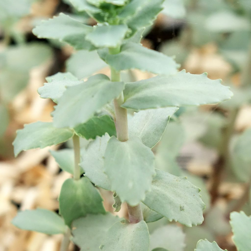 Sedum Strawberry and Cream - Hemelsleutel