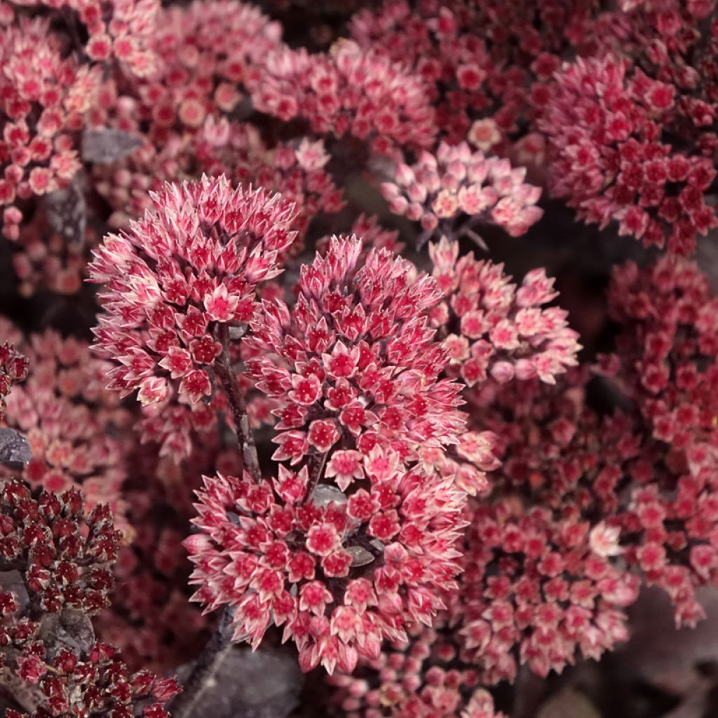 Sedum telephium Bon Bon - Hemelsleutel