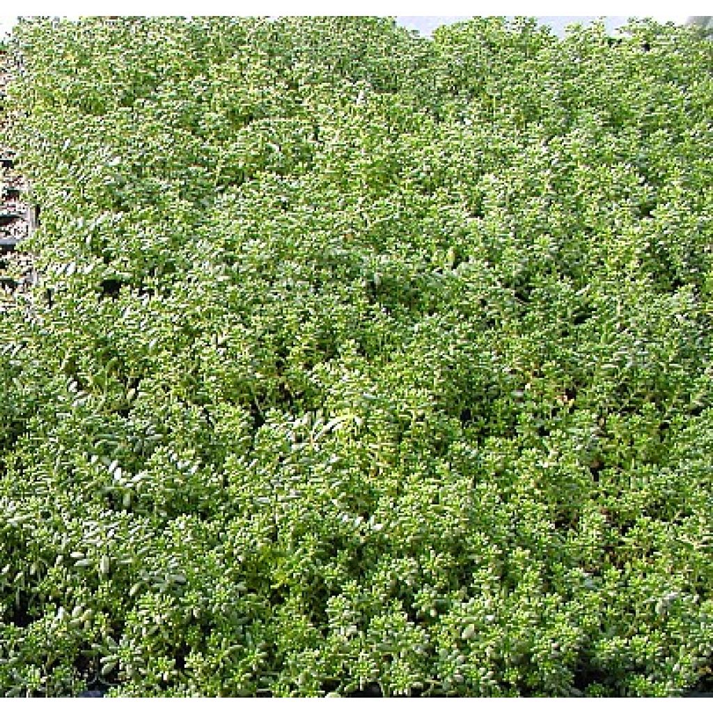 Sedum album Murale - Wit vetkruid