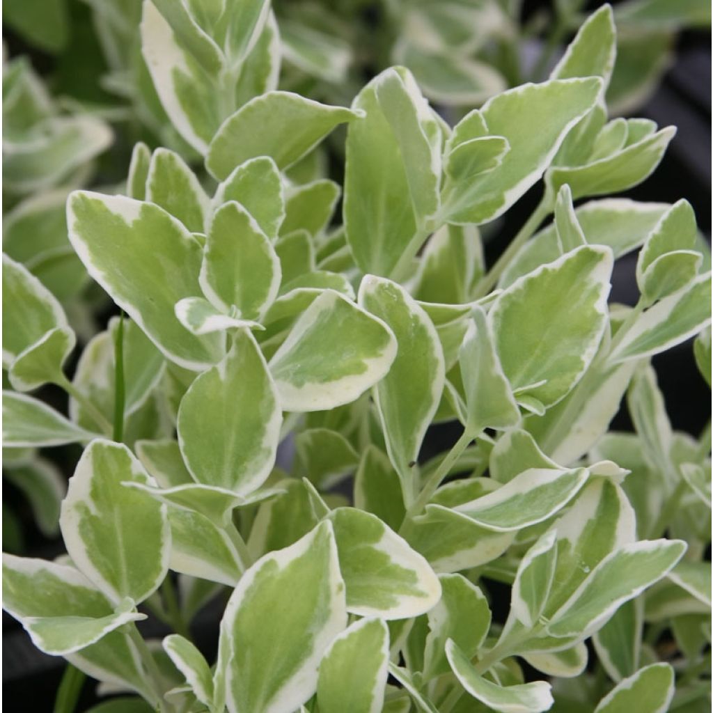 Sedum Frosty Morn - Hemelsleutel