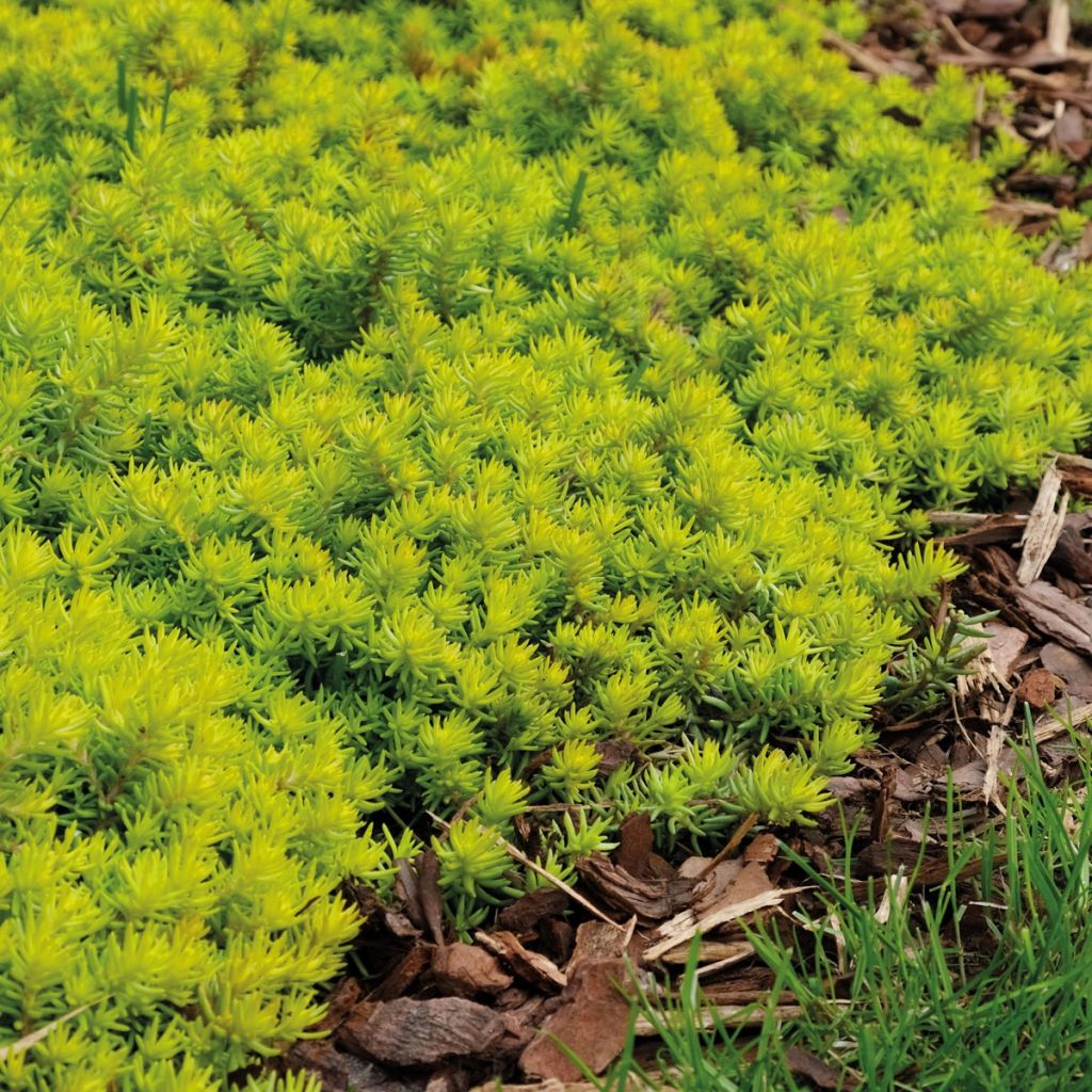 Sedum rupestre Sunsparkler Angelinas Teacup - Vetkruid