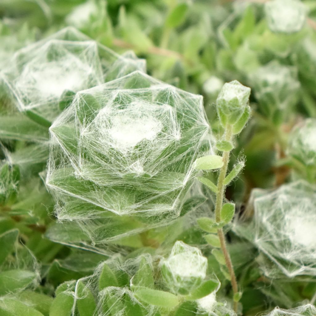 Sempervivum Chick Charms Cotton Candy - Huislook