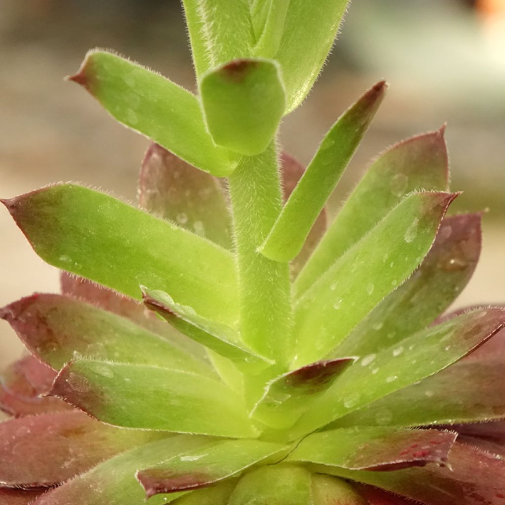 Sempervivum Granat - Huislook