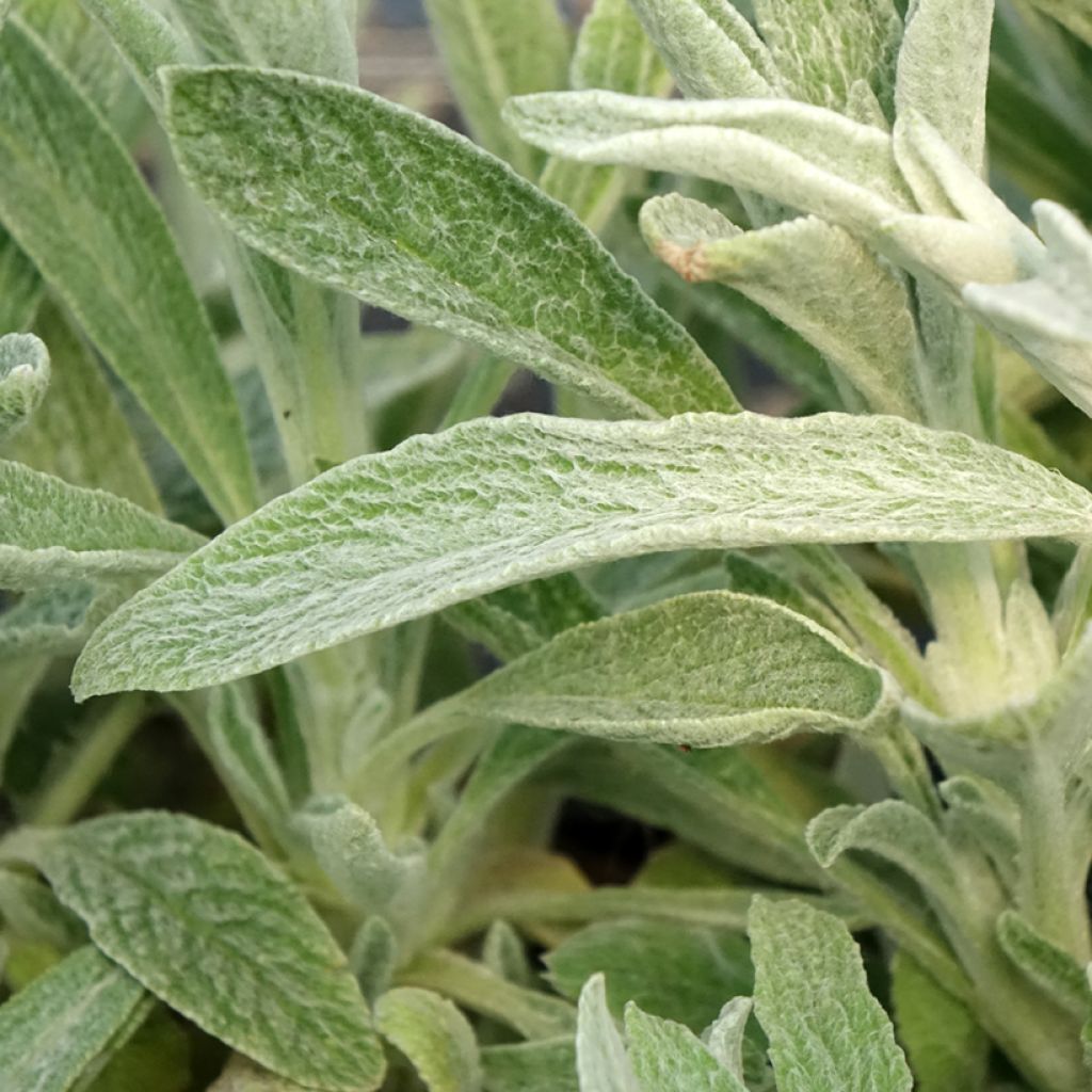 Sideritis scardica - Thé des bergers du Mont Olympe 