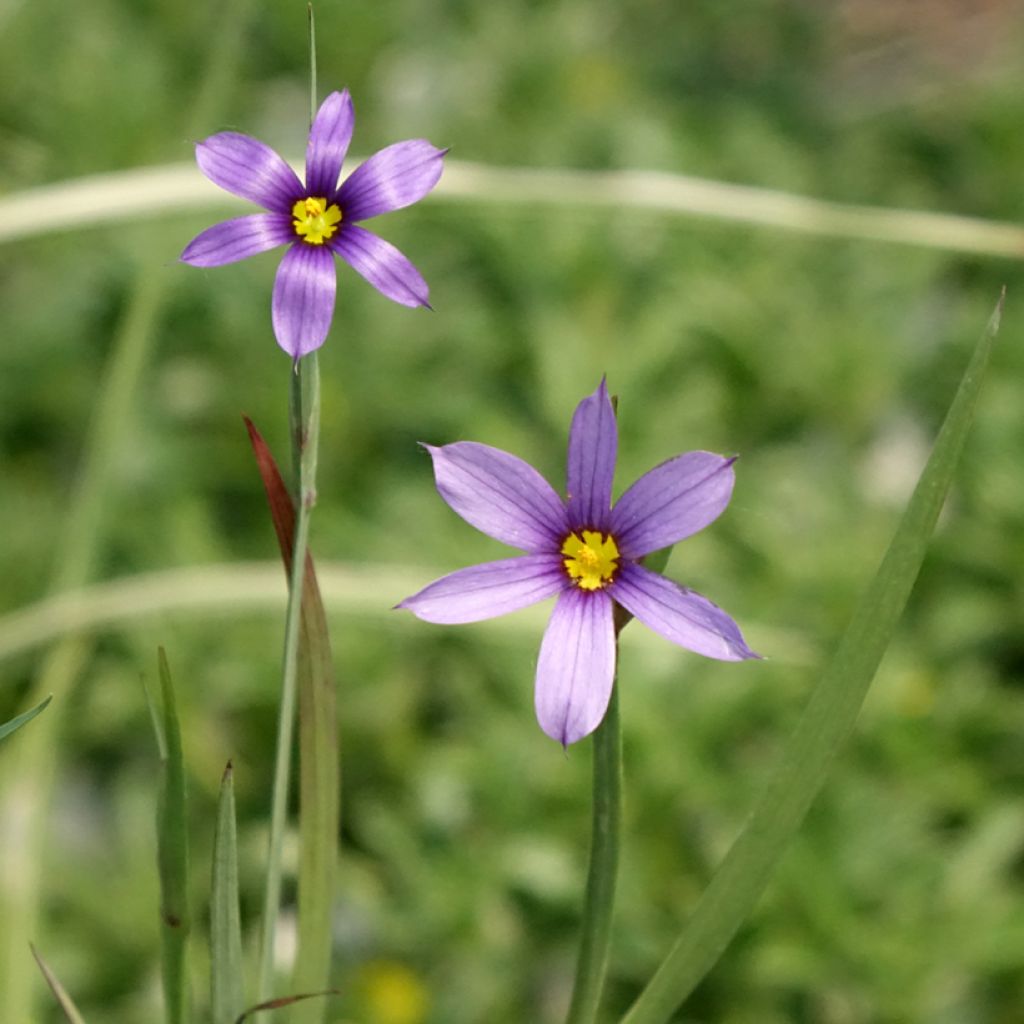 Sisyrinchium bellum - Bieslelie