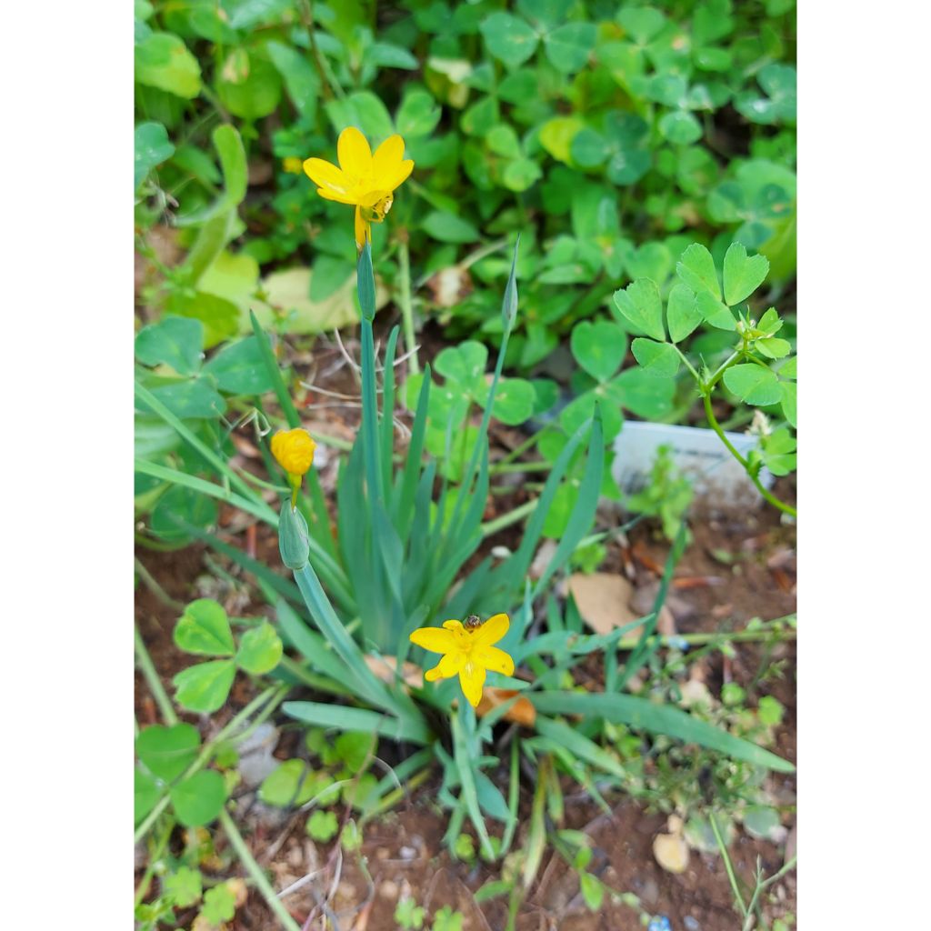Sisyrinchium californicum - Bieslelie