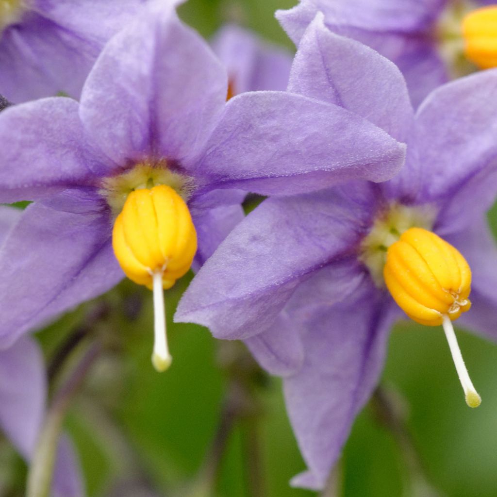 Solanum crispum Glasnevin - Nachtschade