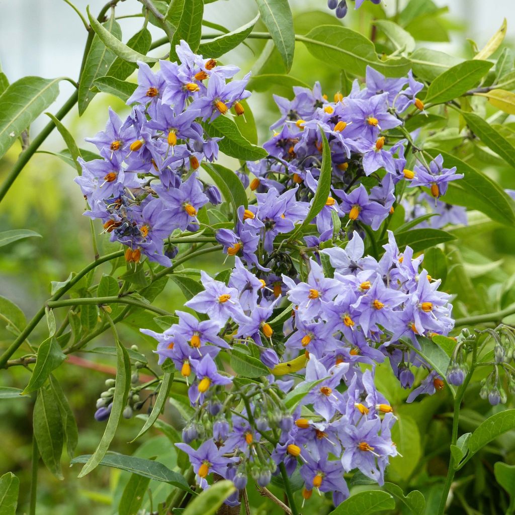 Solanum crispum Glasnevin - Nachtschade