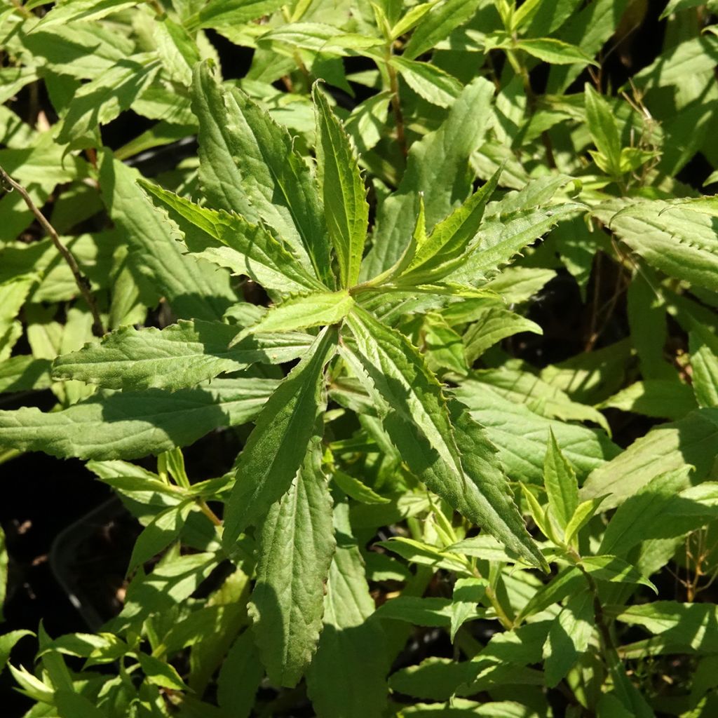 Solidago Ducky - Guldenroede