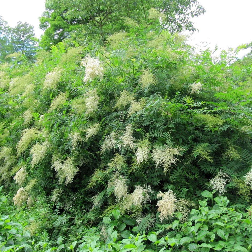 Sorbaria sorbifolia - Lijsterbesspirea