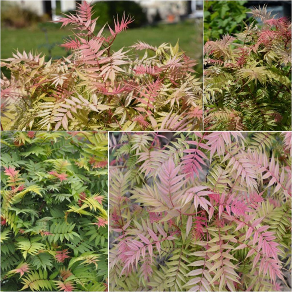 Sorbaria sorbifolia Pink Hopi - Lijsterbesspirea