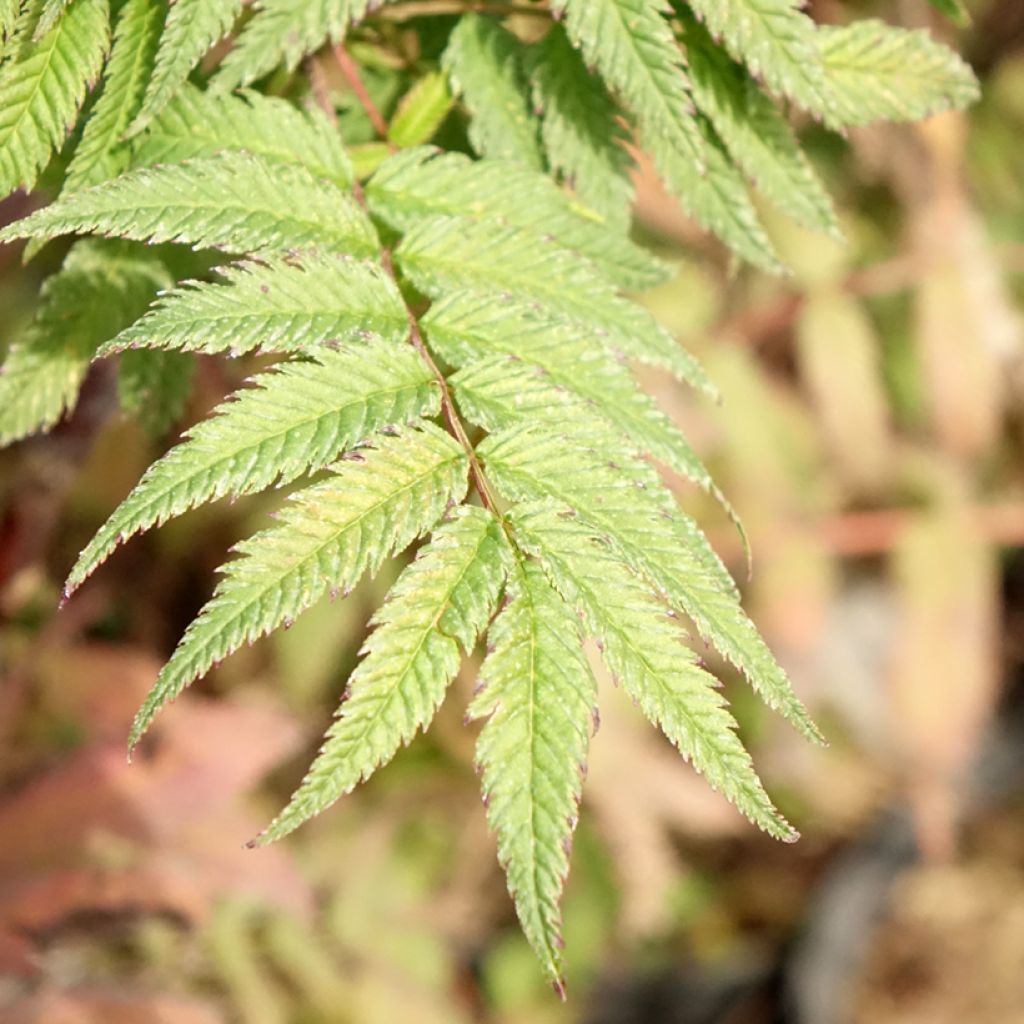 Sorbaria sorbifolia Pink Hopi - Lijsterbesspirea