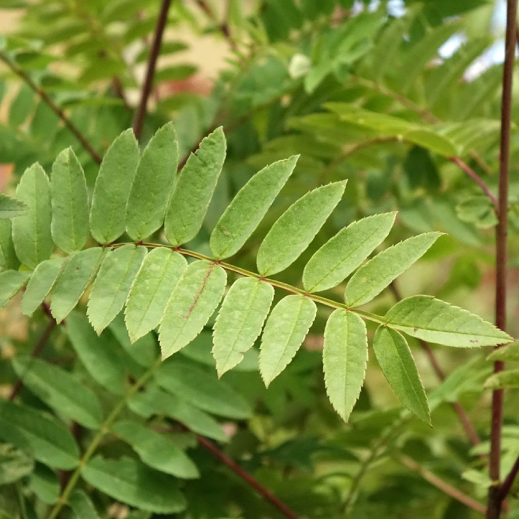Sorbus arnoldiana Pink Veil - Lijsterbes