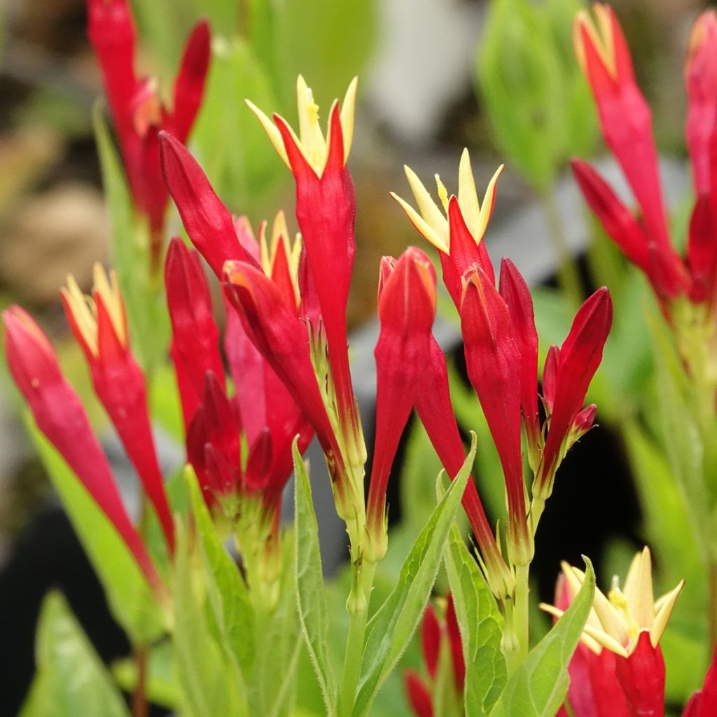 Spigelia marilandica - Vuurgentiaan
