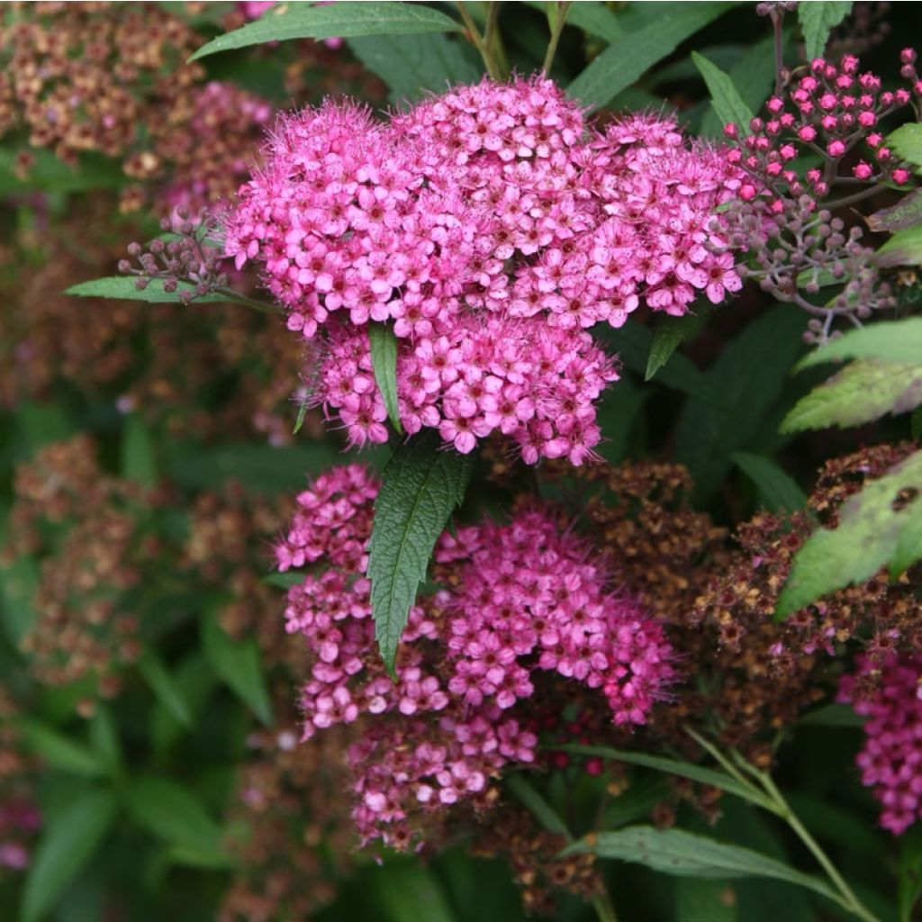Spierstruik Anthony Waterer - Spiraea japonica