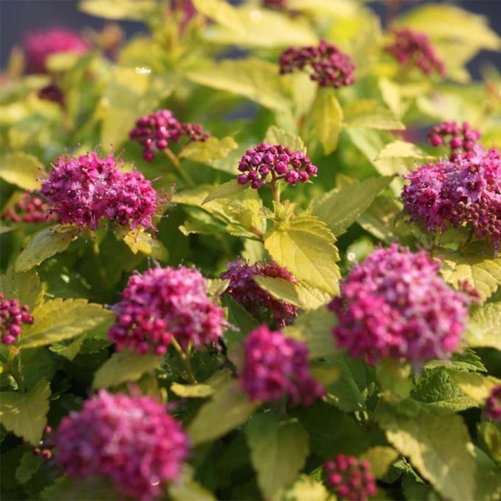 Spiraea japonica Double Play Gold - Spierstruik
