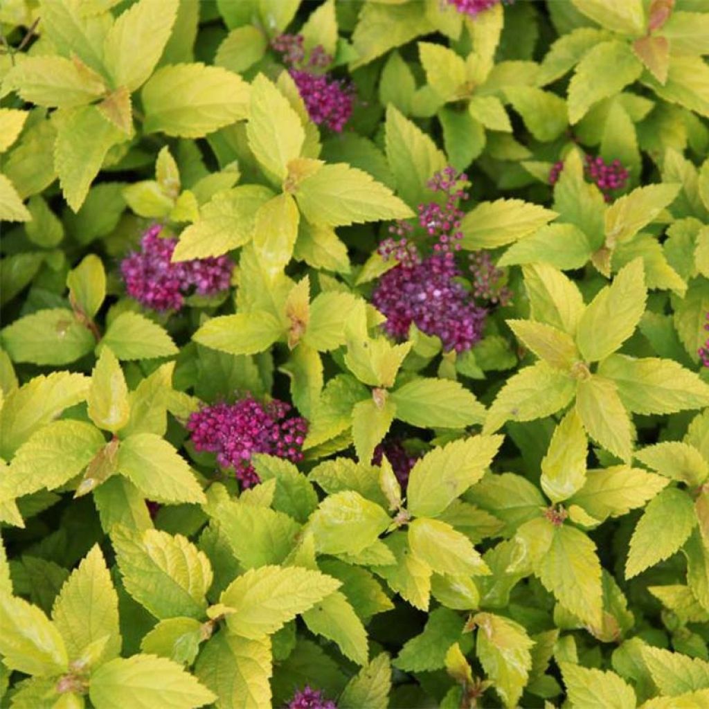 Spiraea japonica Double Play Gold - Spierstruik
