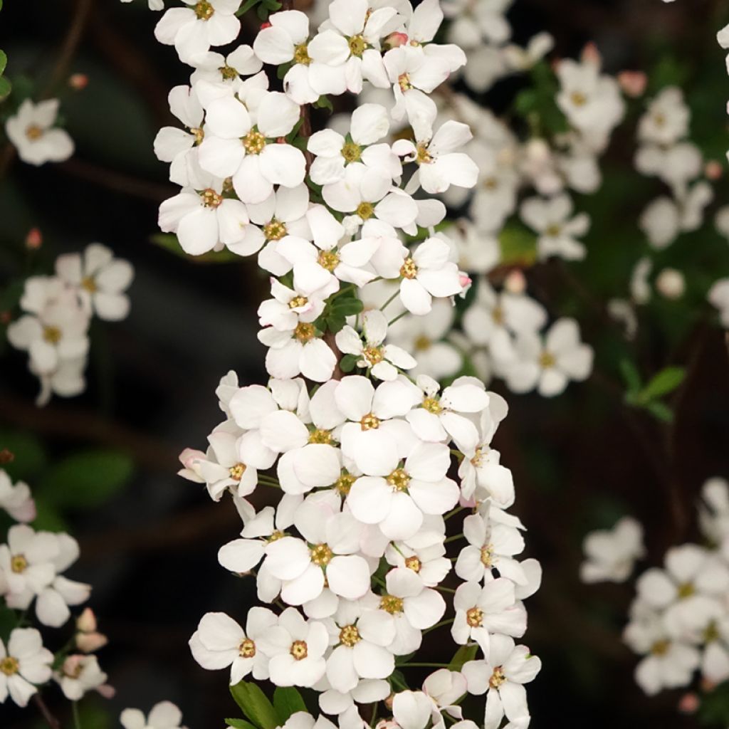 Spiraea thunbergii Fujino Pink - Spierstruik