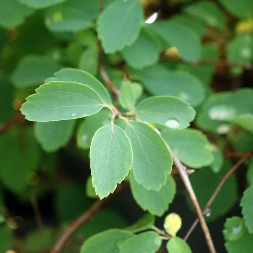 Spiraea vanhouttei - Spierstruik