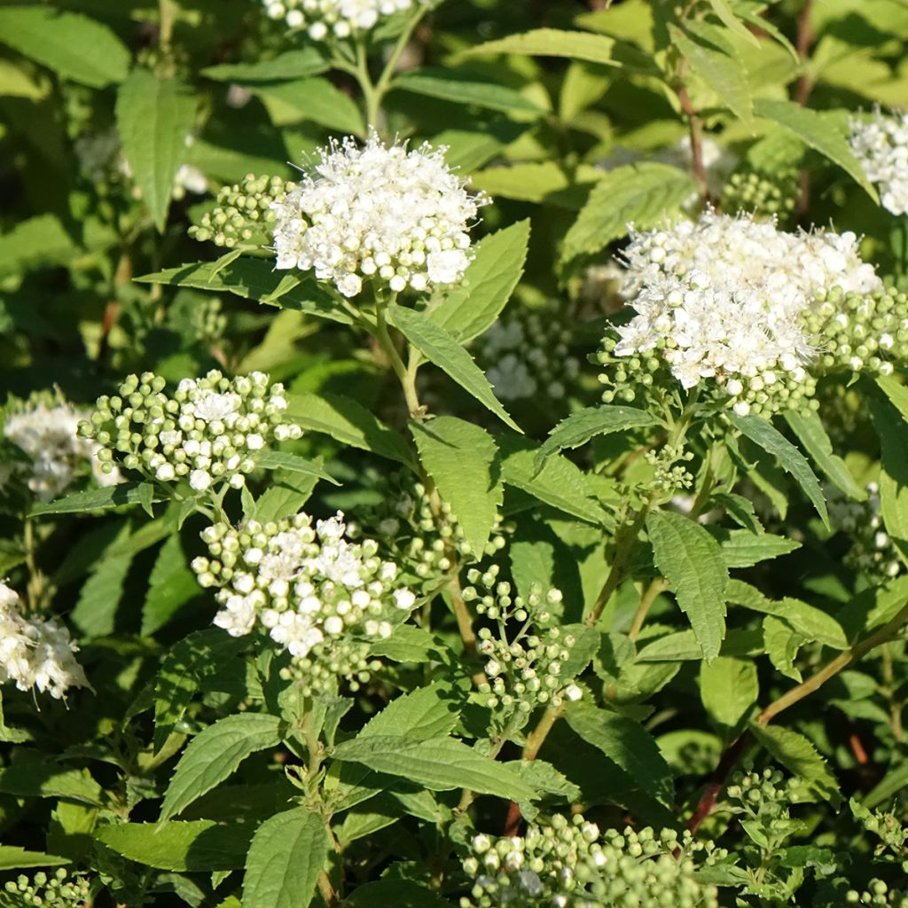 Spiraea japonica Albiflora - Spierstruik