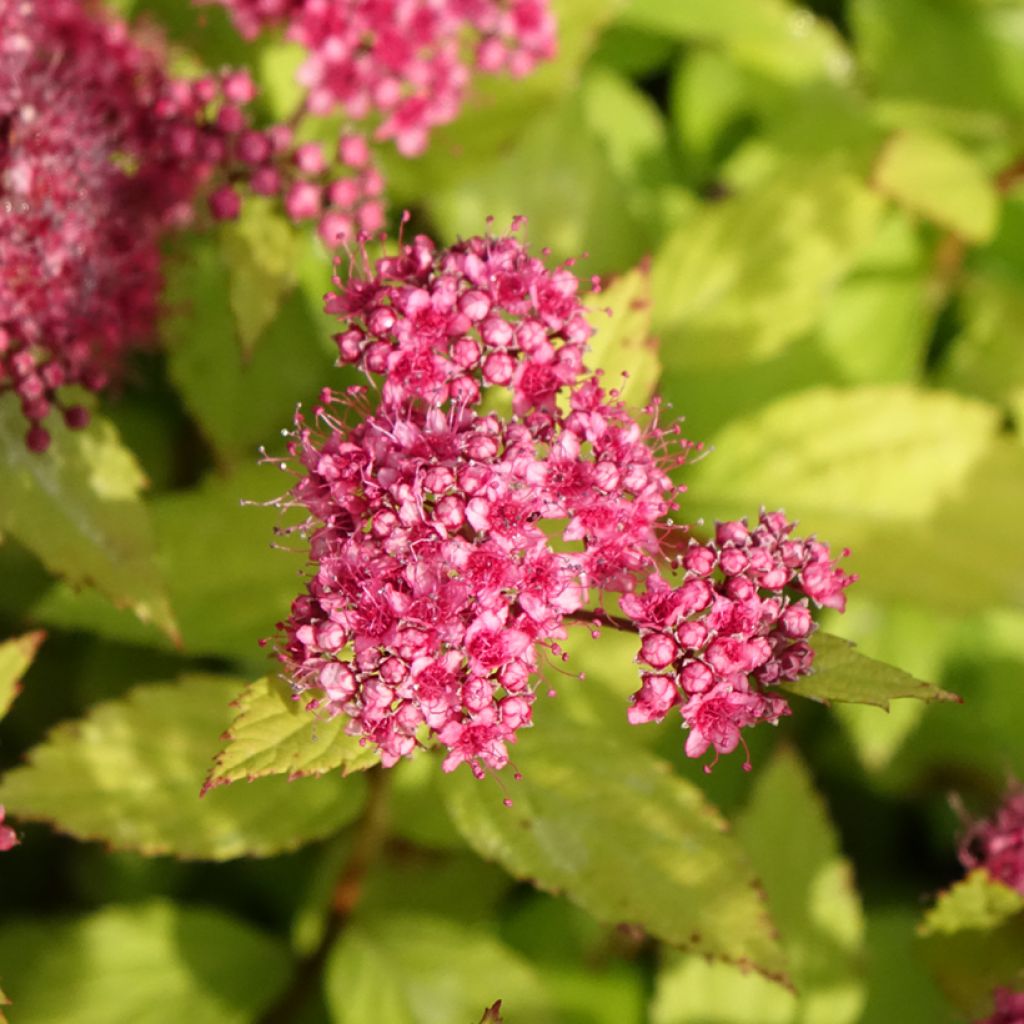 Spiraea japonica Magic Carpet - Spierstruik