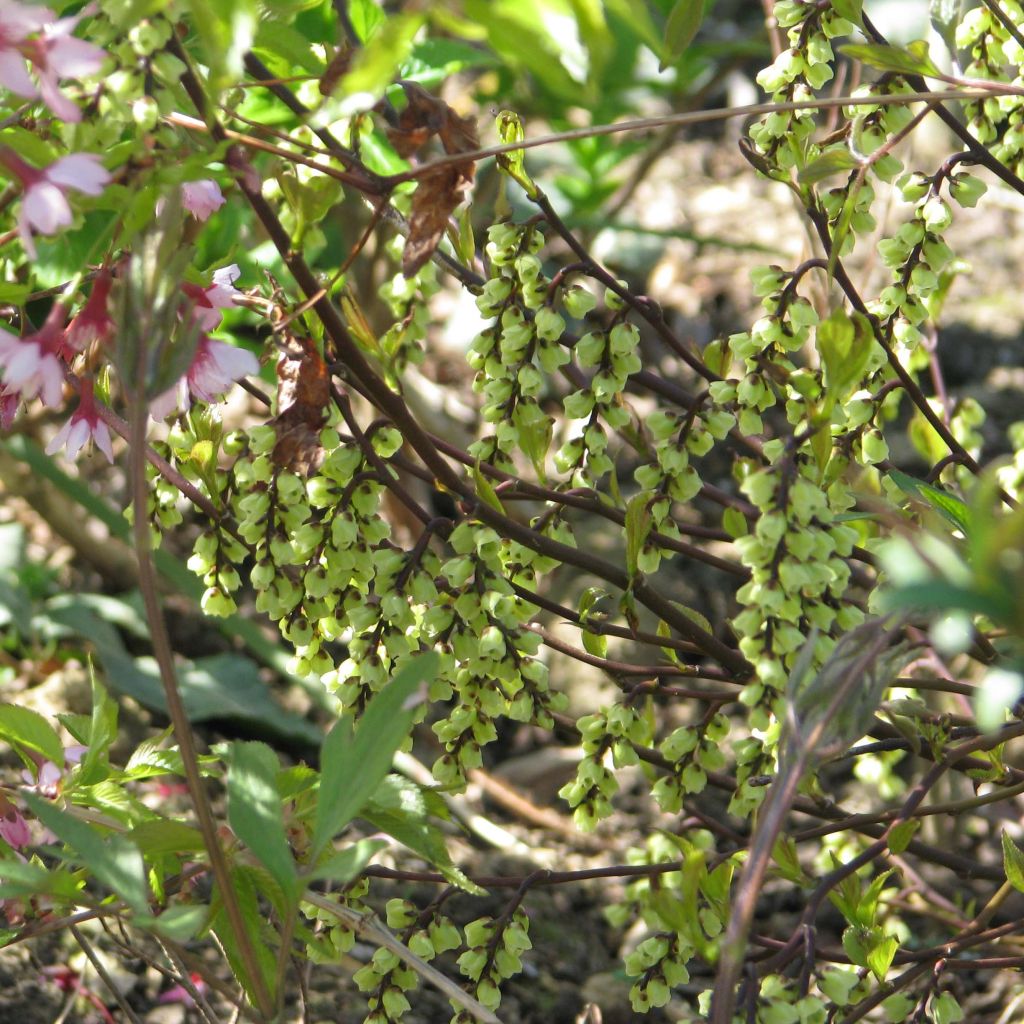 Stachyurus chinensis Celina - Chinese staartaar
