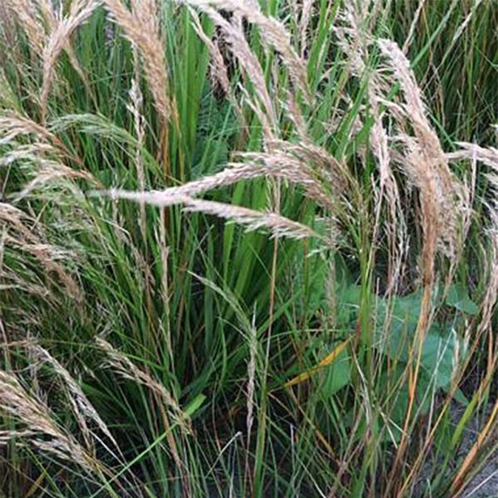 Stipa calamagrostis - Diamantgras