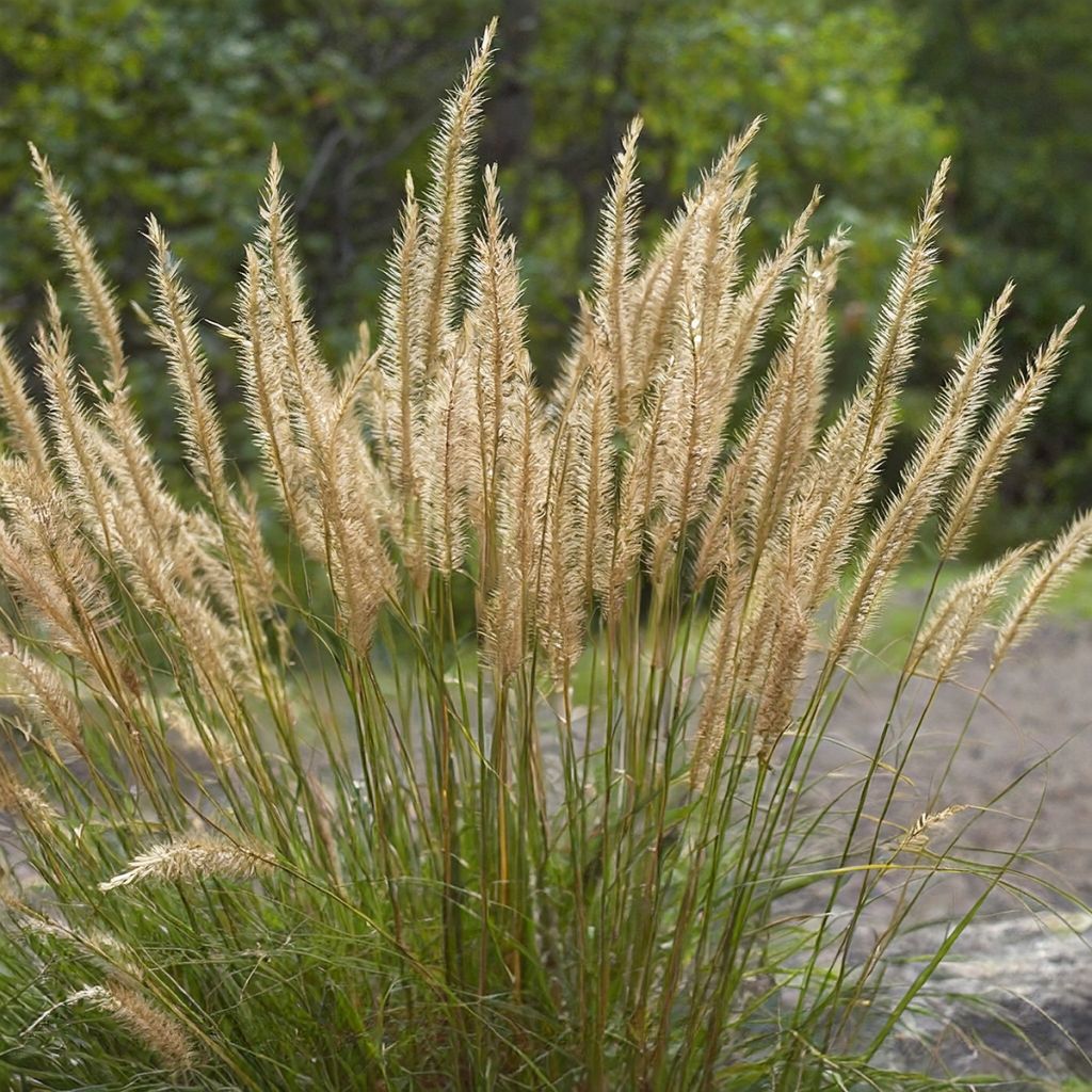 Stipa calamagrostis Allgäu - Diamantgras