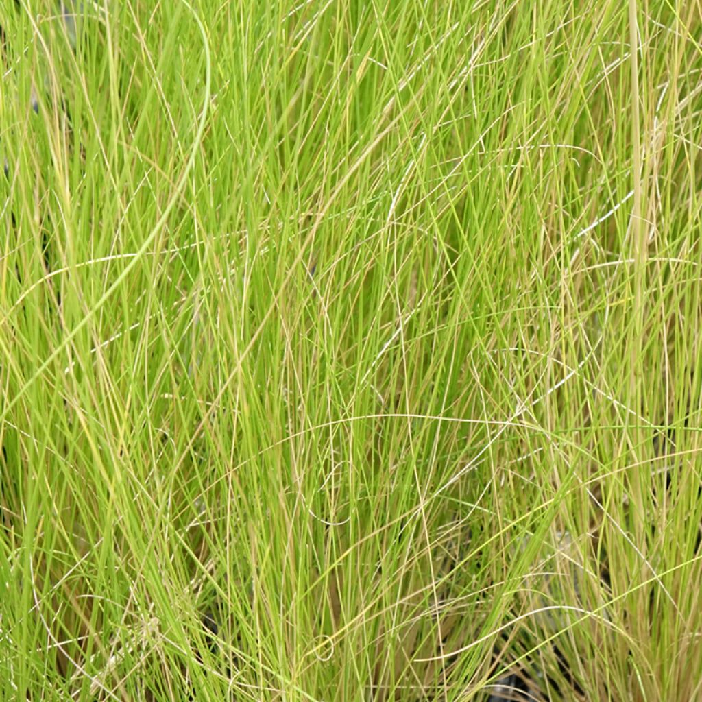 Stipa ichu - Peruviaans vedergras