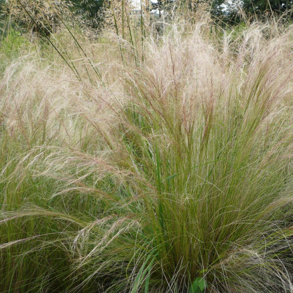 Stipa tenuifolia Pony Tails - Vedergras